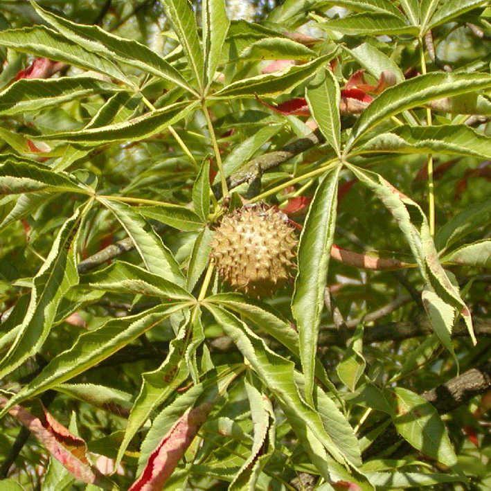 Aesculus arguta