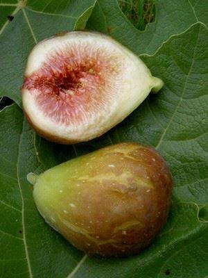 Feige Goutte d'or  -  Ficus carica