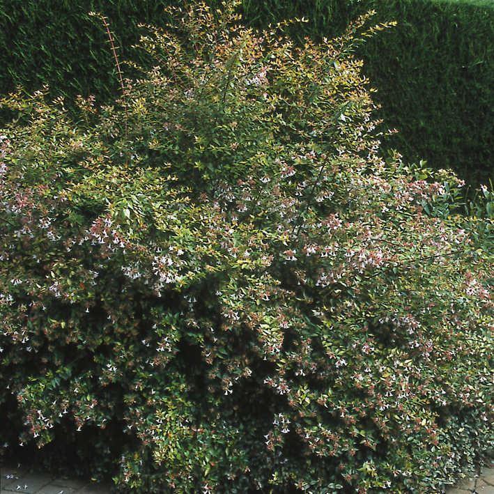 Abelia grandiflora