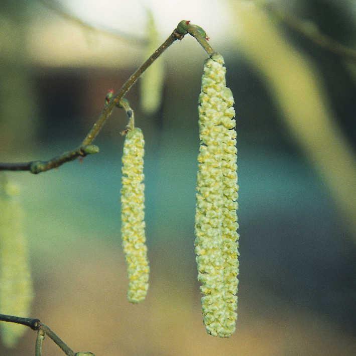 Haselstrauch / Haselnussstrauch 