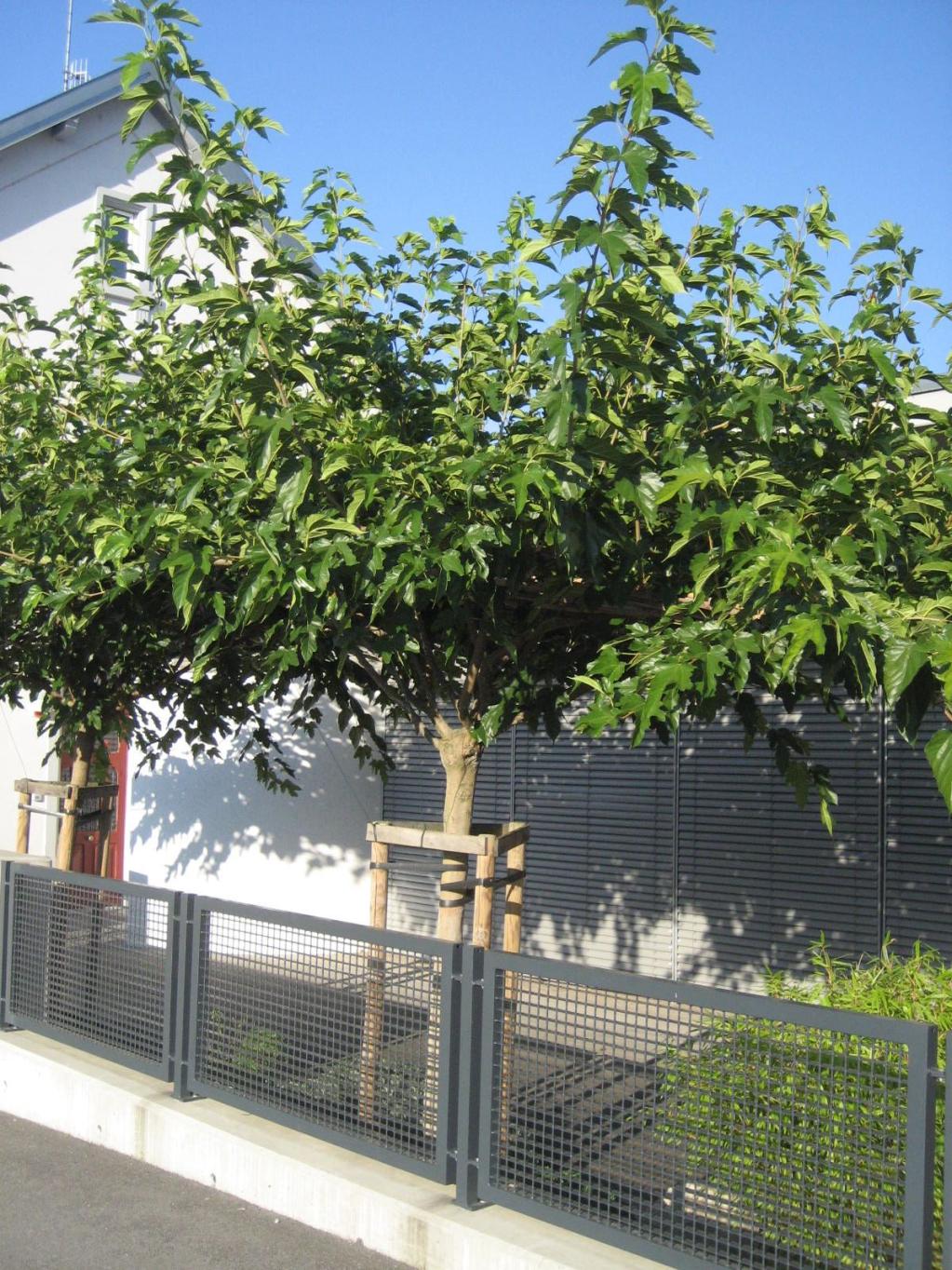 Platanenblättriger Maulbeerbaum