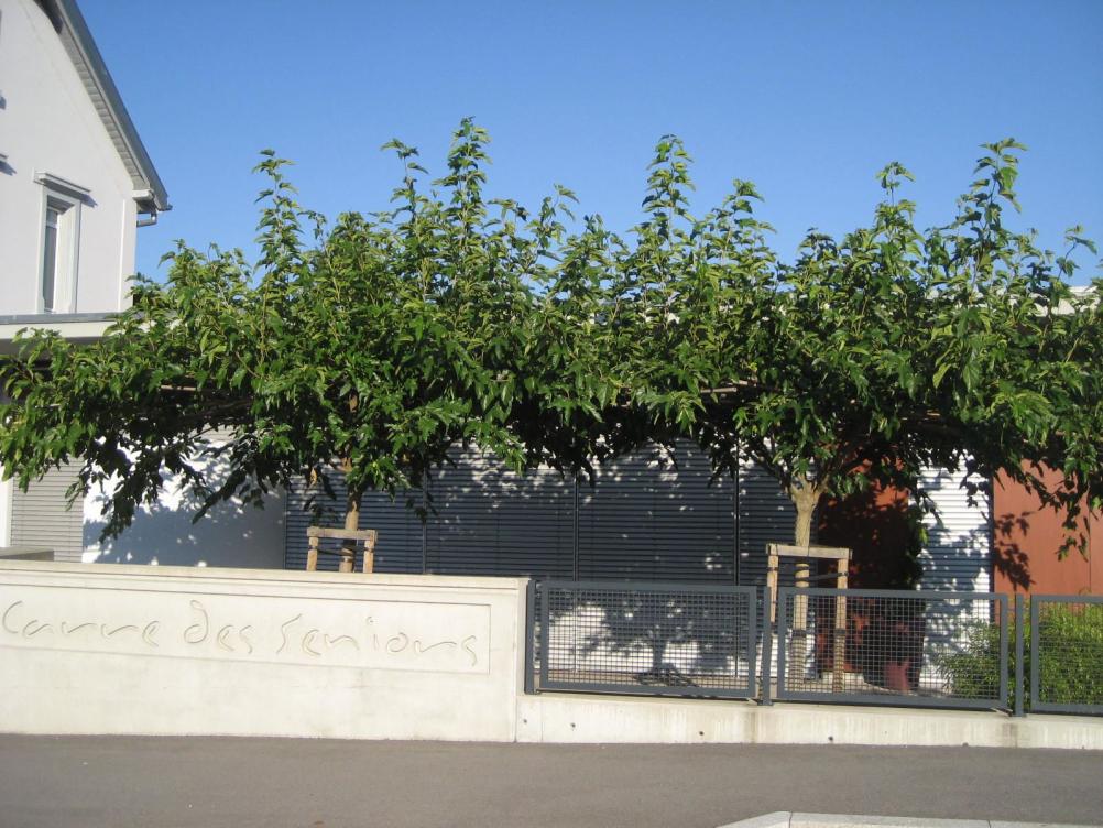 Morus - platanifolia (kagayamae)