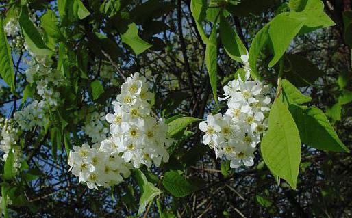 Prunus padus