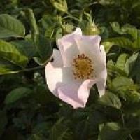 Biodiversität – jede Art zählt