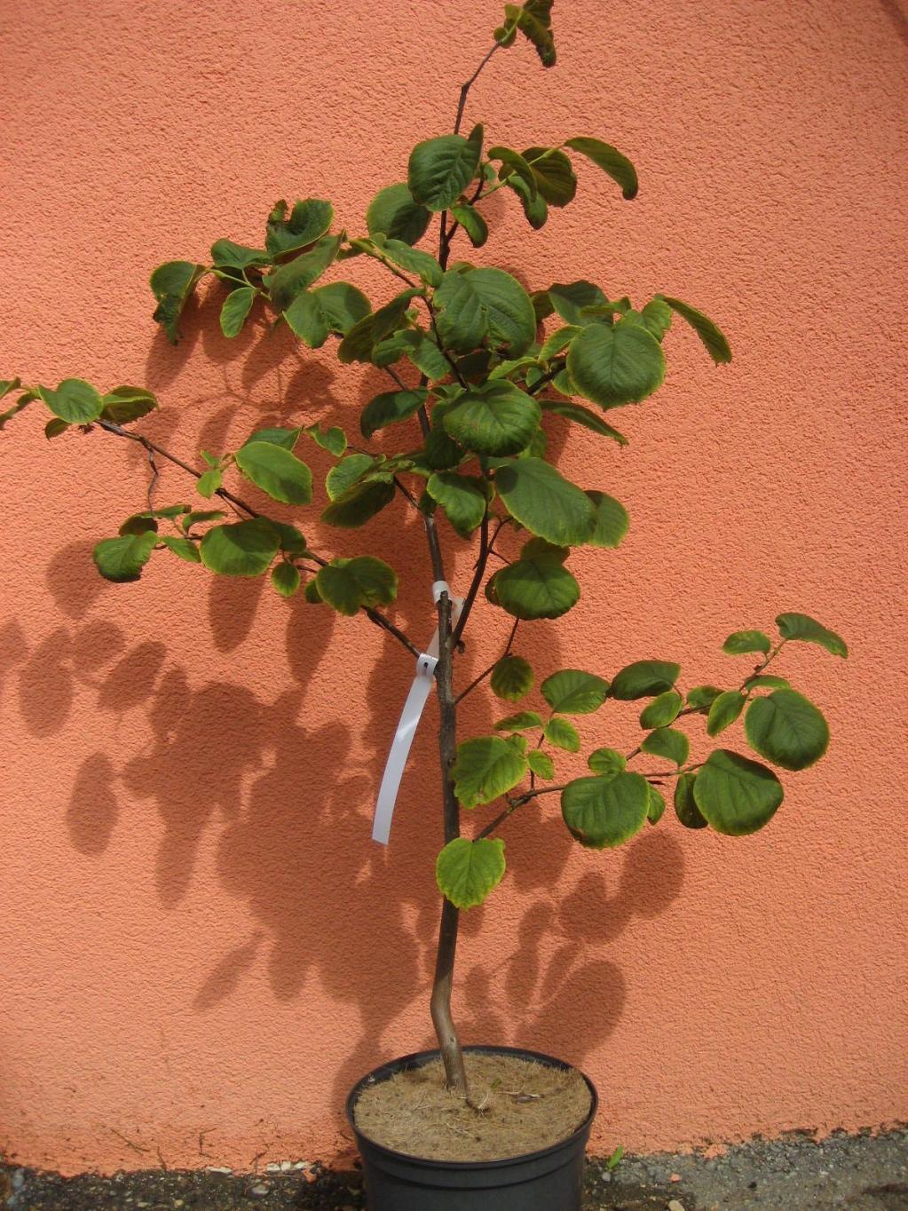 Styrax obassia