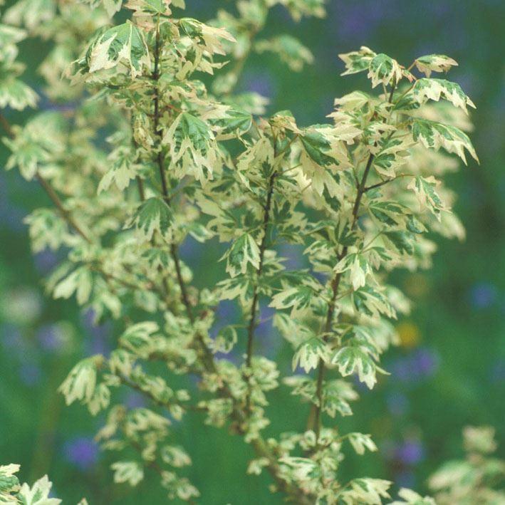 Acer campestre 'Carnival'