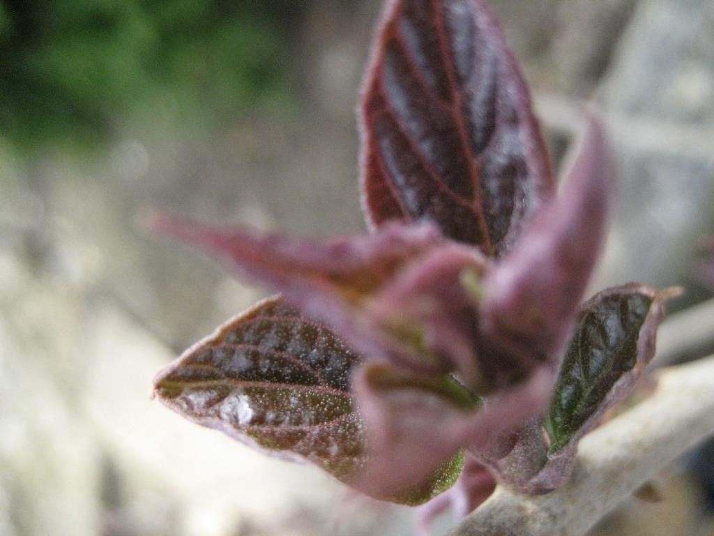 Clerodendrum trichotomum 'Purple Blaze' 