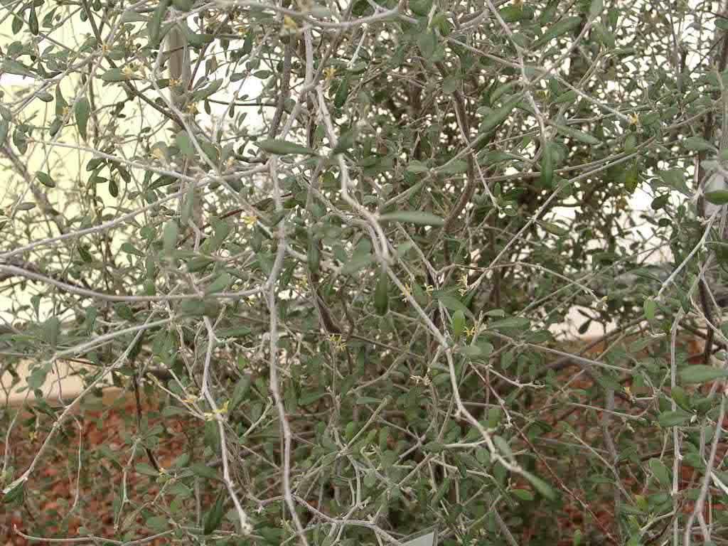 Corokia buddleioides