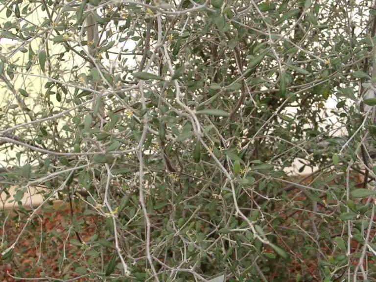 Corokia buddleioides