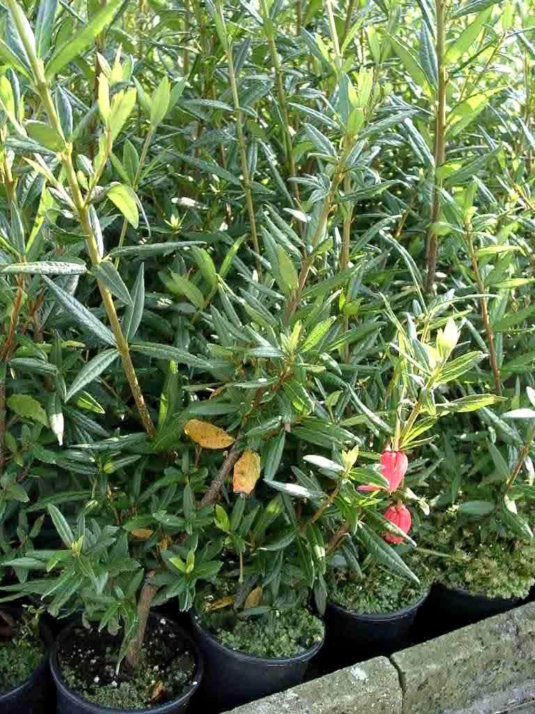 Crinodendron hookerianum