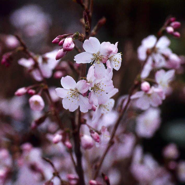 Prunus 'Pandora' 