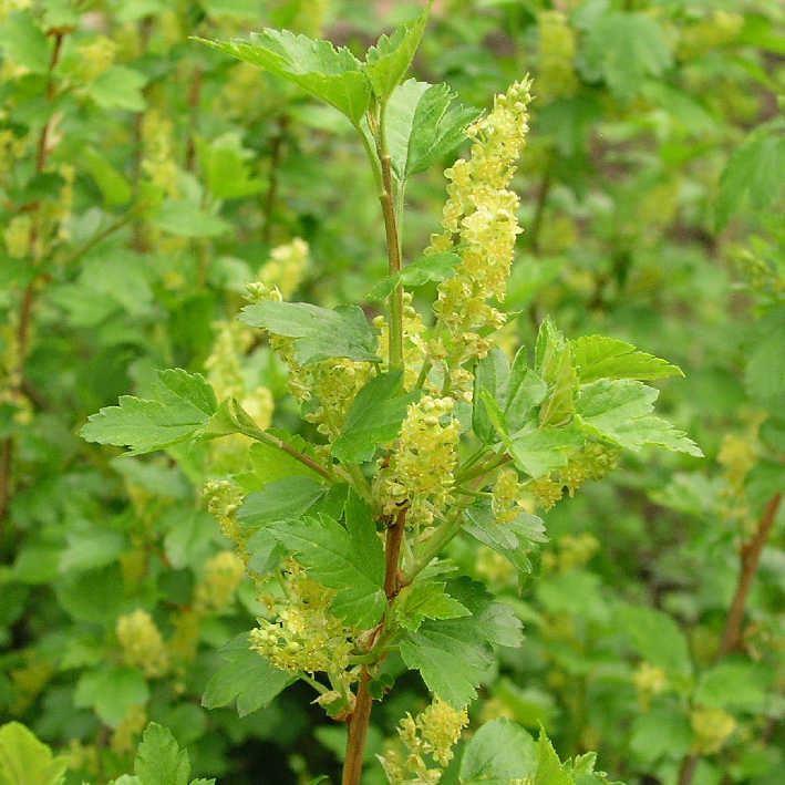 Ribes alpinum 'Aureum'