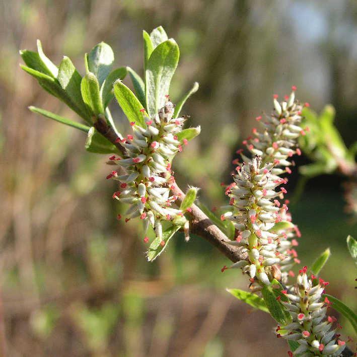 Salix candida