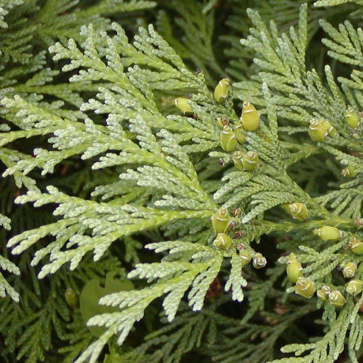 Thuja koraiensis