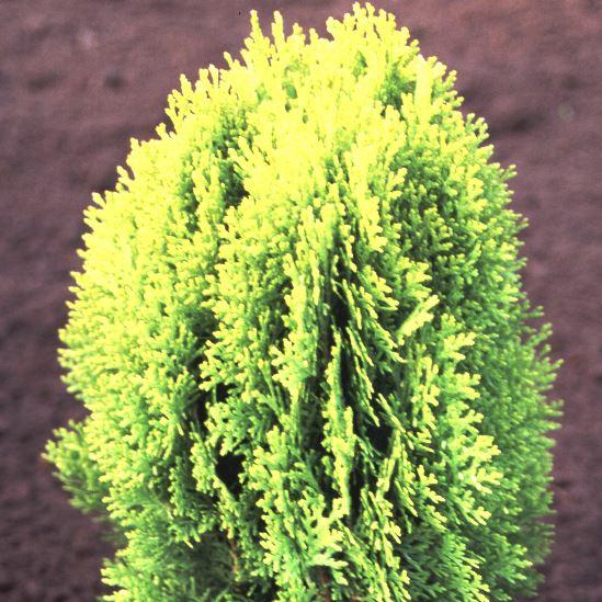 Thuja orientalis 'Aurea Nana'