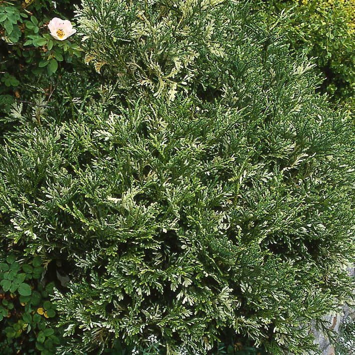 Thujopsis dolabrata 'Variegata'
