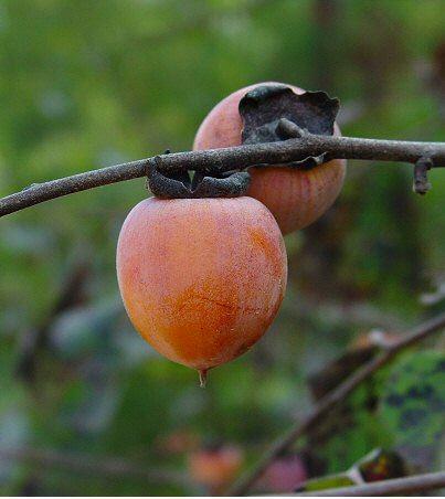 Dattelpflaume, eine mega-interessante Neuheit