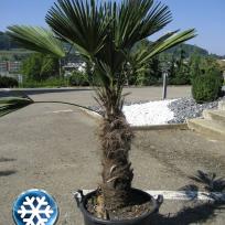 Trachycarpus wagnerianus   /  Hanfpalme
