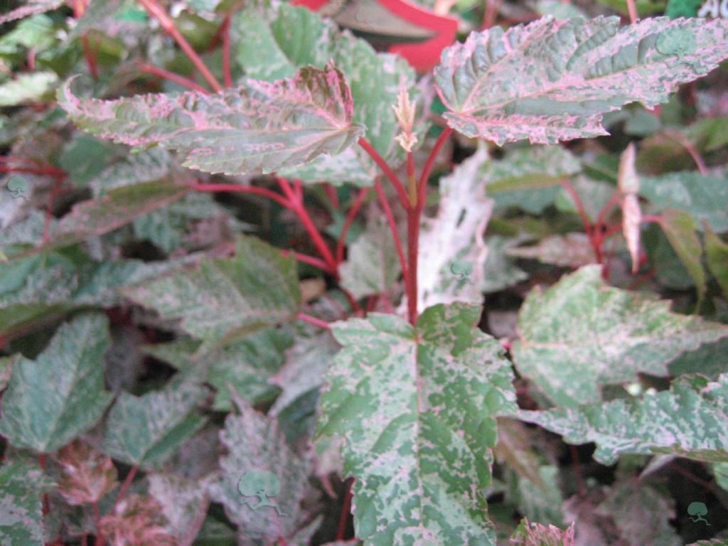 Acer conspicuum 'Esk Flamingo'