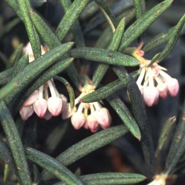 Andromeda glaucophylla / Behaarte Rosmarinheide
