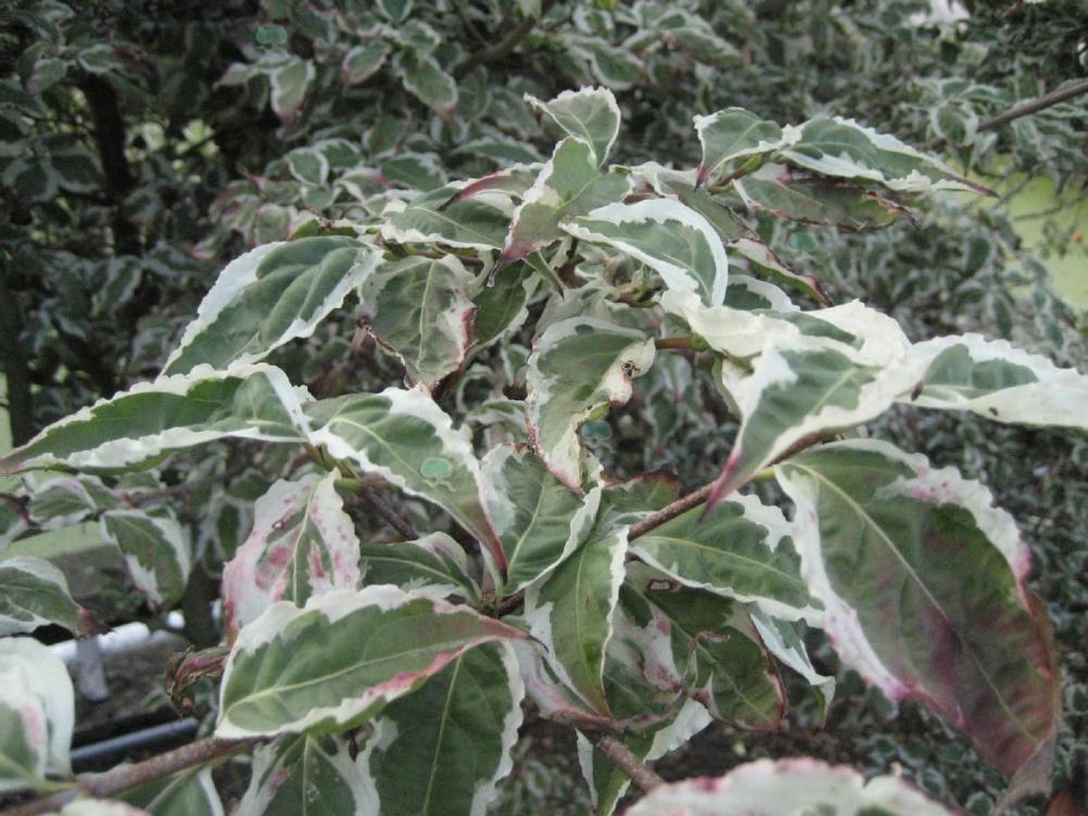 Chinesischer Hartriegel 'Snowboy'