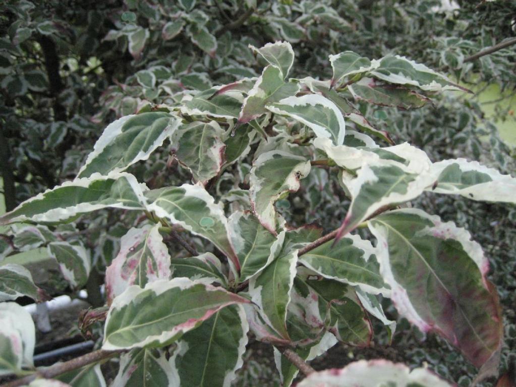 Chinesischer Hartriegel 'Snowboy'