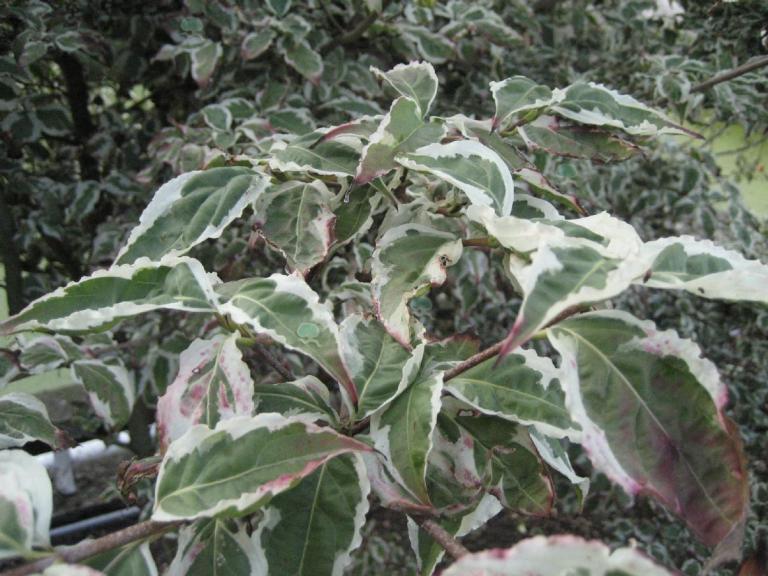 Chinesischer Hartriegel 'Snowboy'