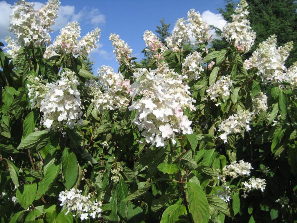 Hydrangea paniculata 'Tardiva' 