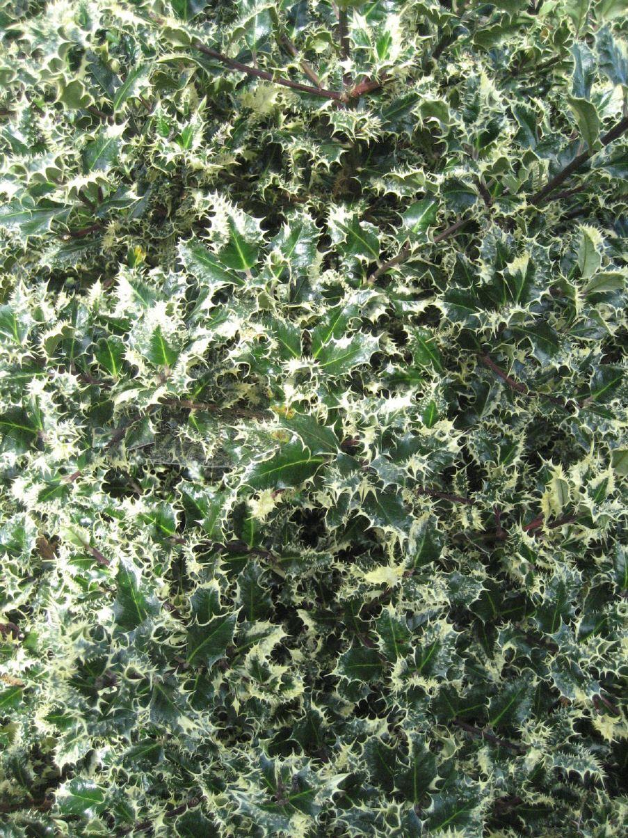 Ilex aquifolium 'Ferox Argentea'