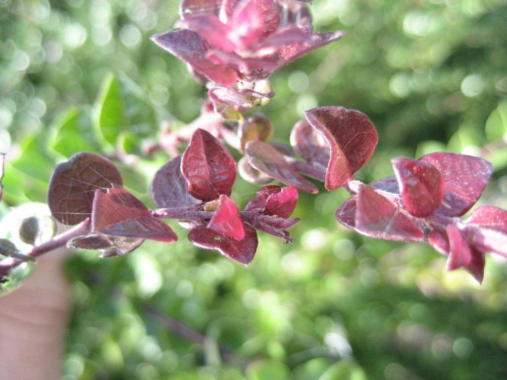 Lonicera nitida 'Red Tips'