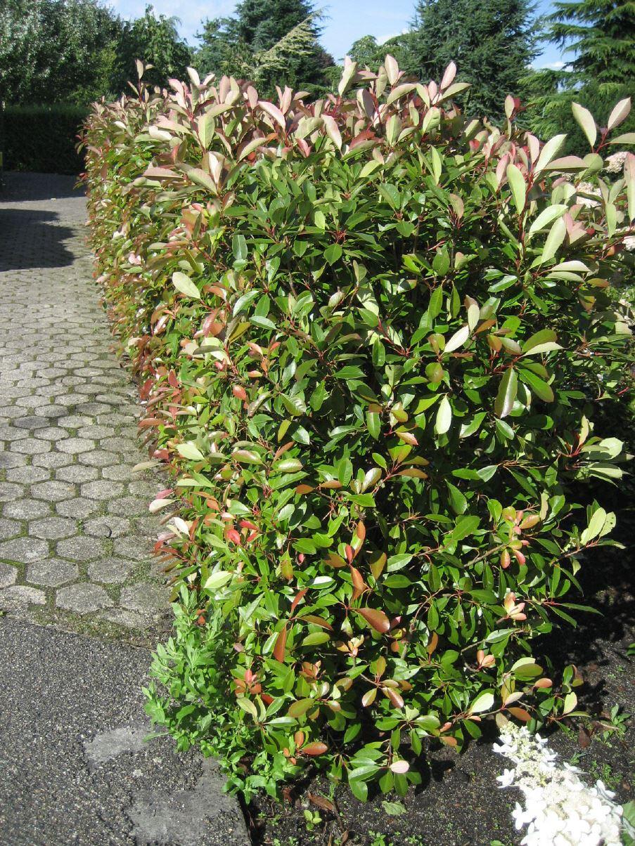 Lorbeermispel / Glanzmispel