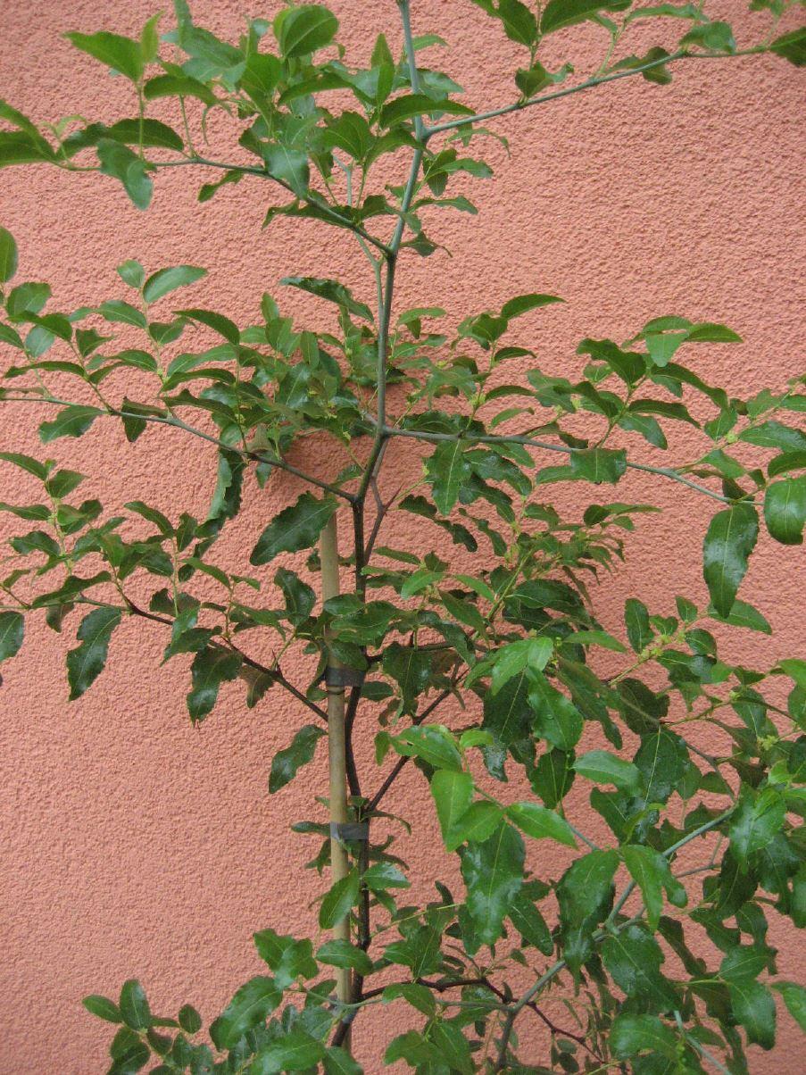 Chinesische Apfelbeere