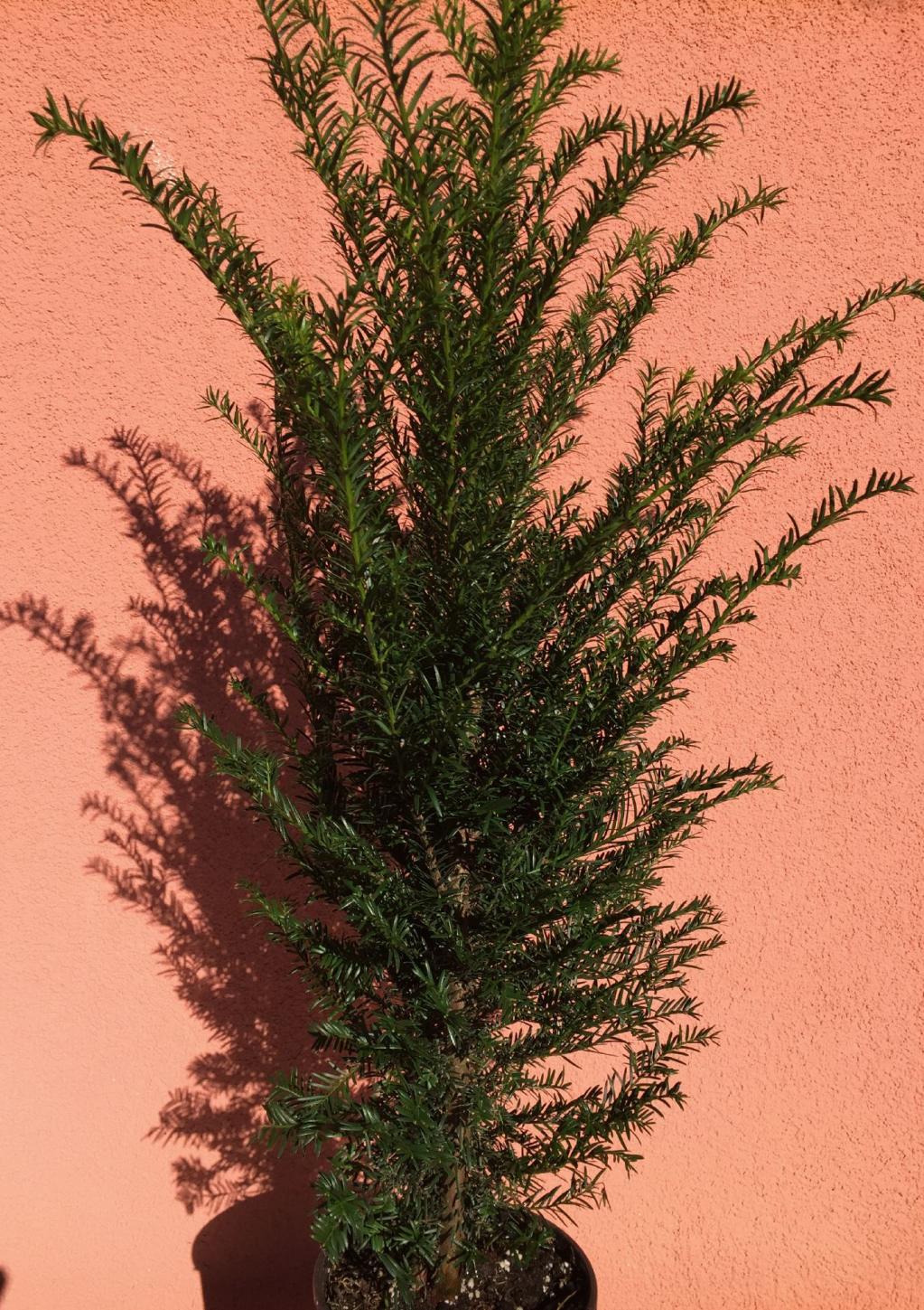 Eibenhecken  ideal als immergrüner Sichtschutz