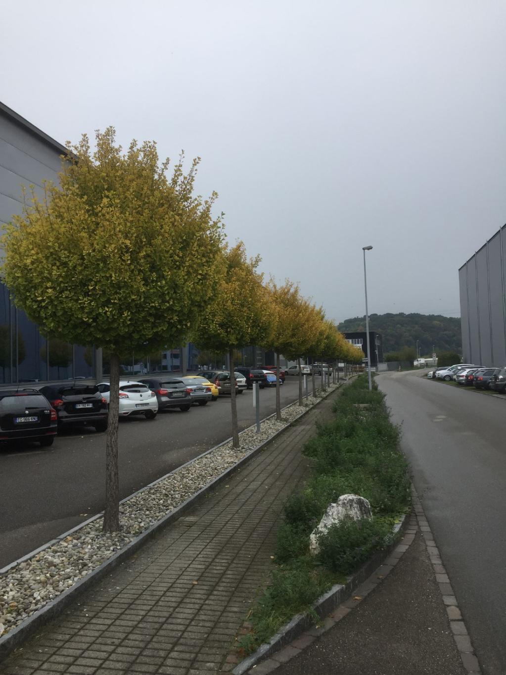 Ginkgo biloba 'Mariken' 