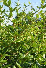 Grossblättrige Berberitze