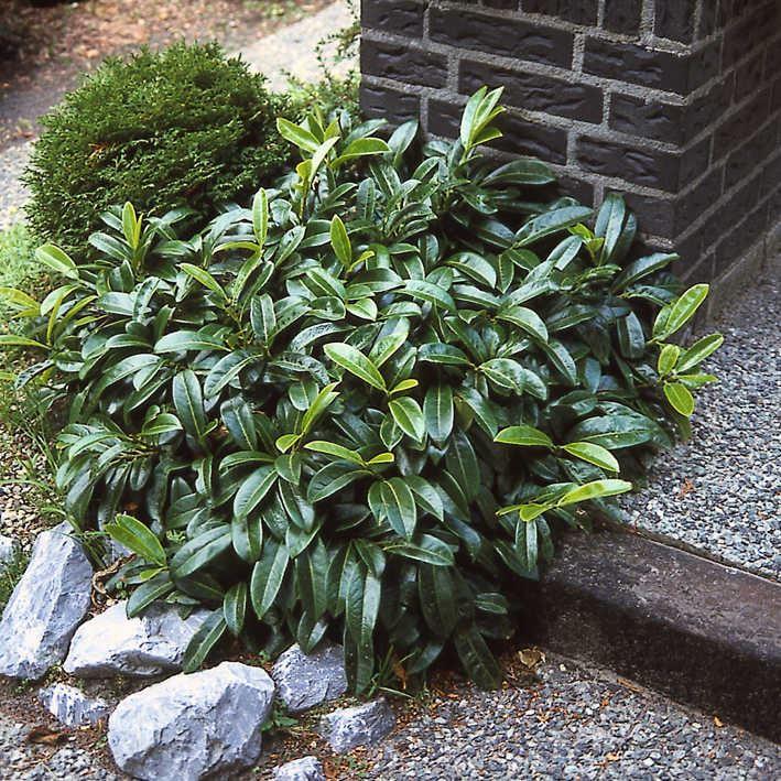 Prunus laurocerasus 'Mount Vernon'