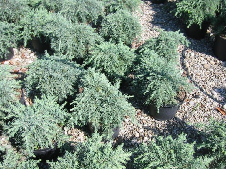 Cedrus deodara Feeling Blue