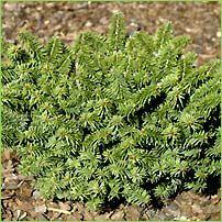 Tanne, Zwerg-Balsamtanne 'Nana