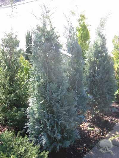 Säulenzypresse Chamaecyparis lawsoniana 'Columnari