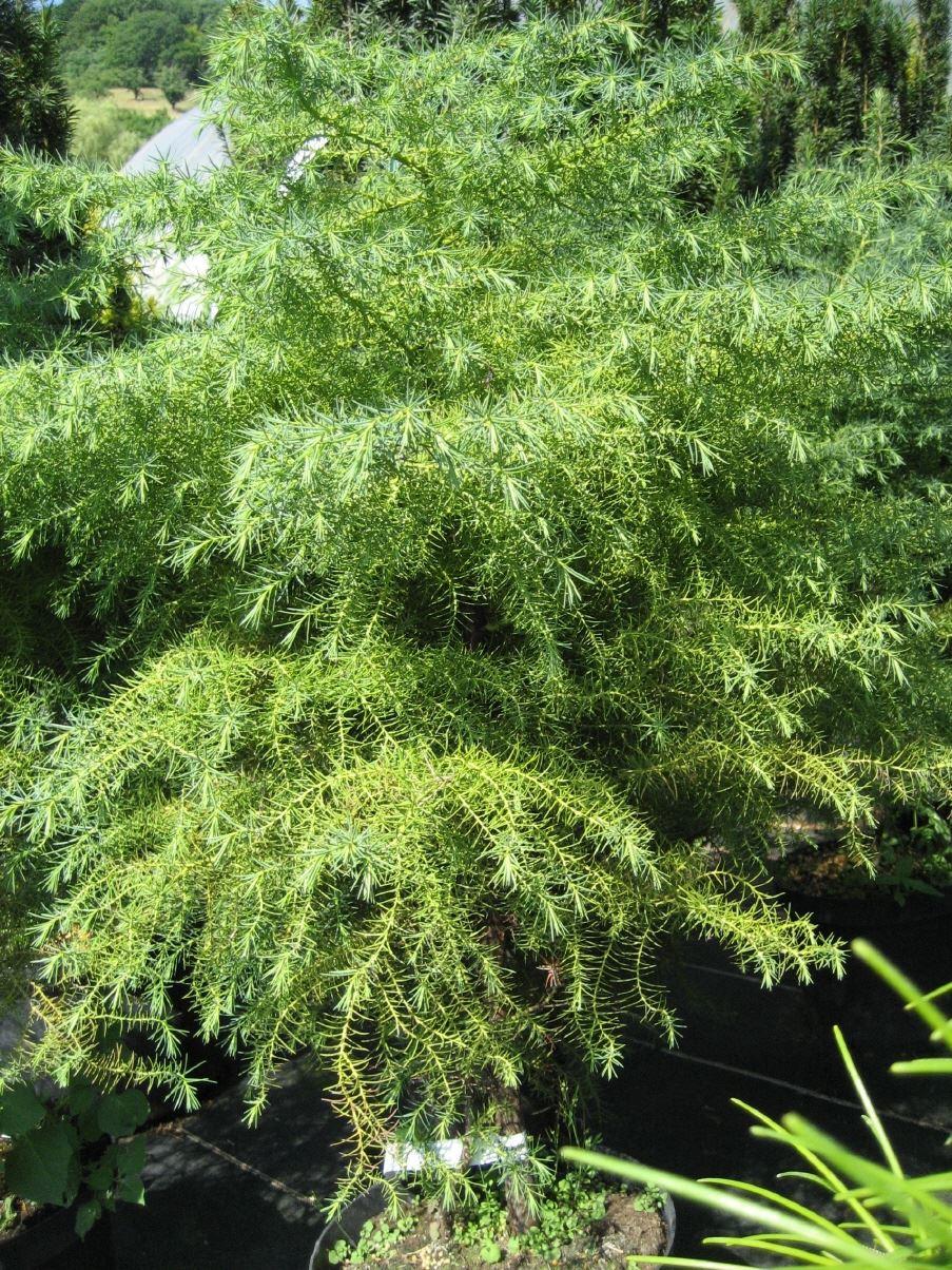 Cryptomeria japonica 'Elegans' 