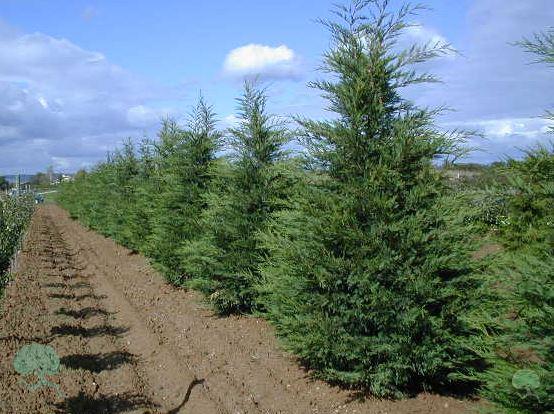 Leyland-Zypresse, Bastardzypresse