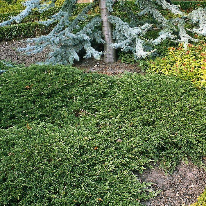 Juniperus horizontalis 'Prince of Wales'