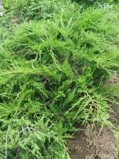 Juniperus x pfitzeriana 'Mint Julep'