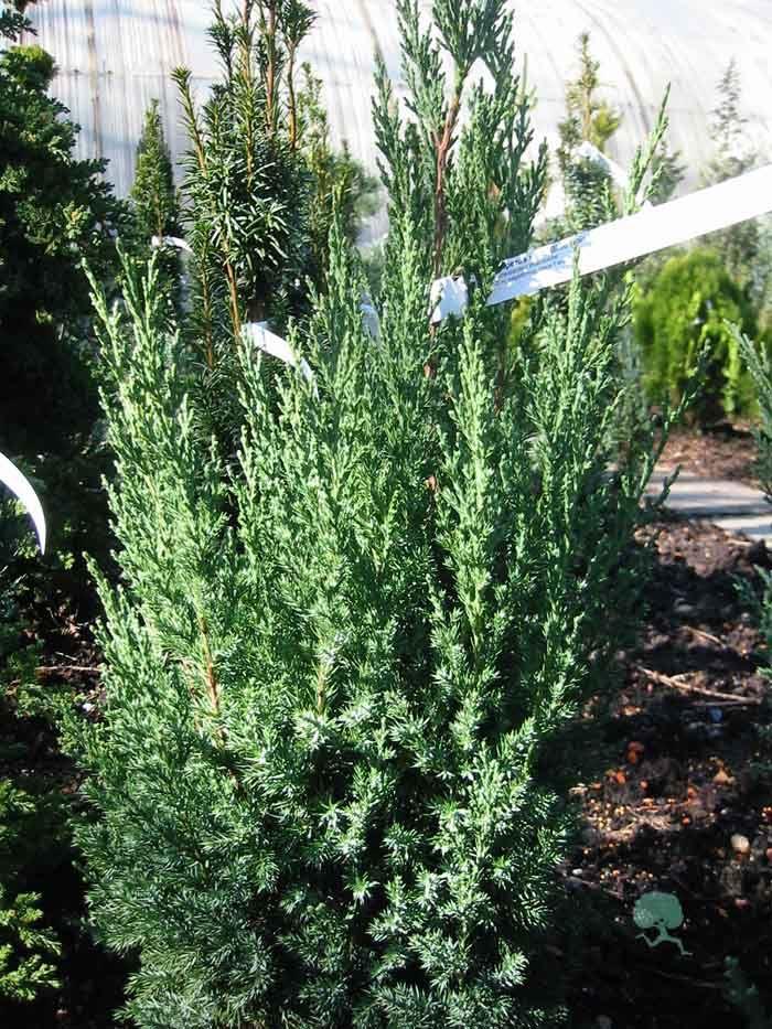 Pyramiden-Wacholder  Loderi