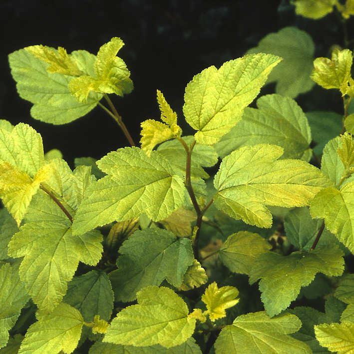 Physocarpus opulifolius 'Dart's Gold'
