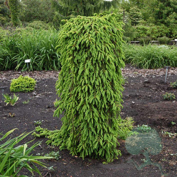 Picea abies 'Frohburg'