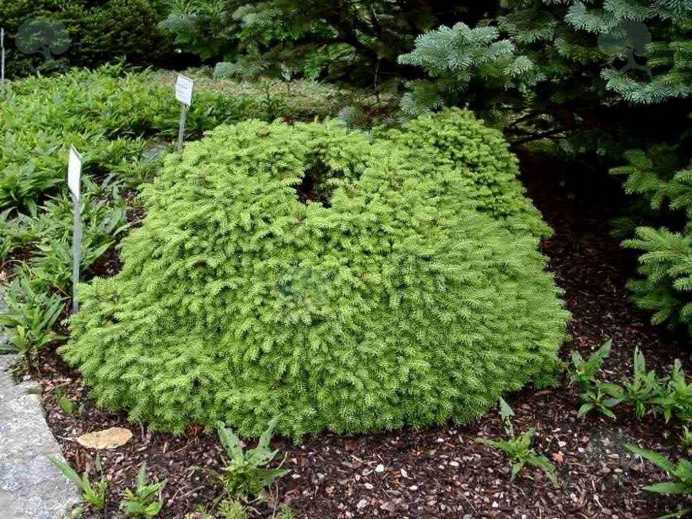 Picea abies 'Little Gem' / Zwerg-Nest-Fichte