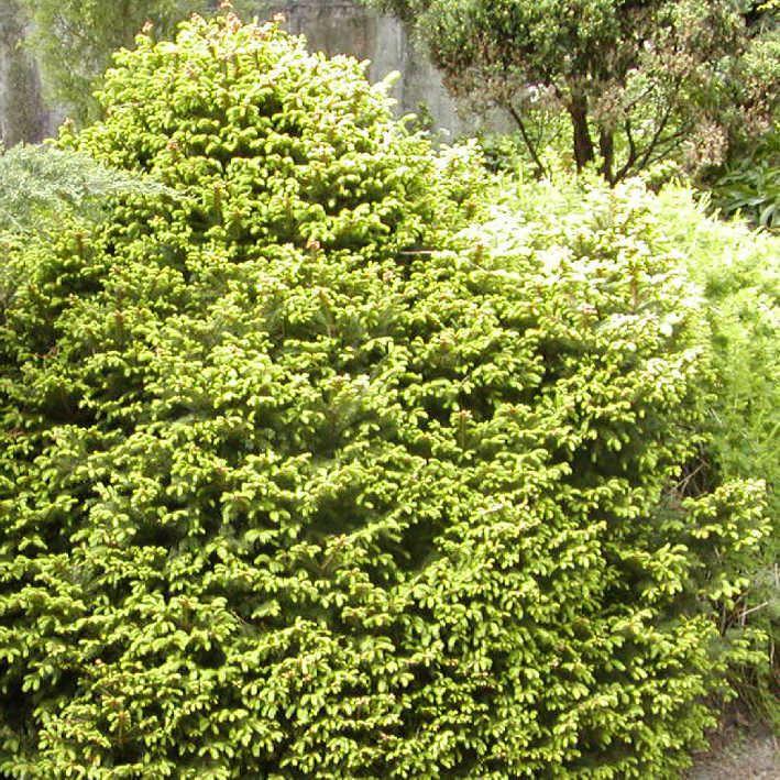 Picea abies 'Ohlendorfii'