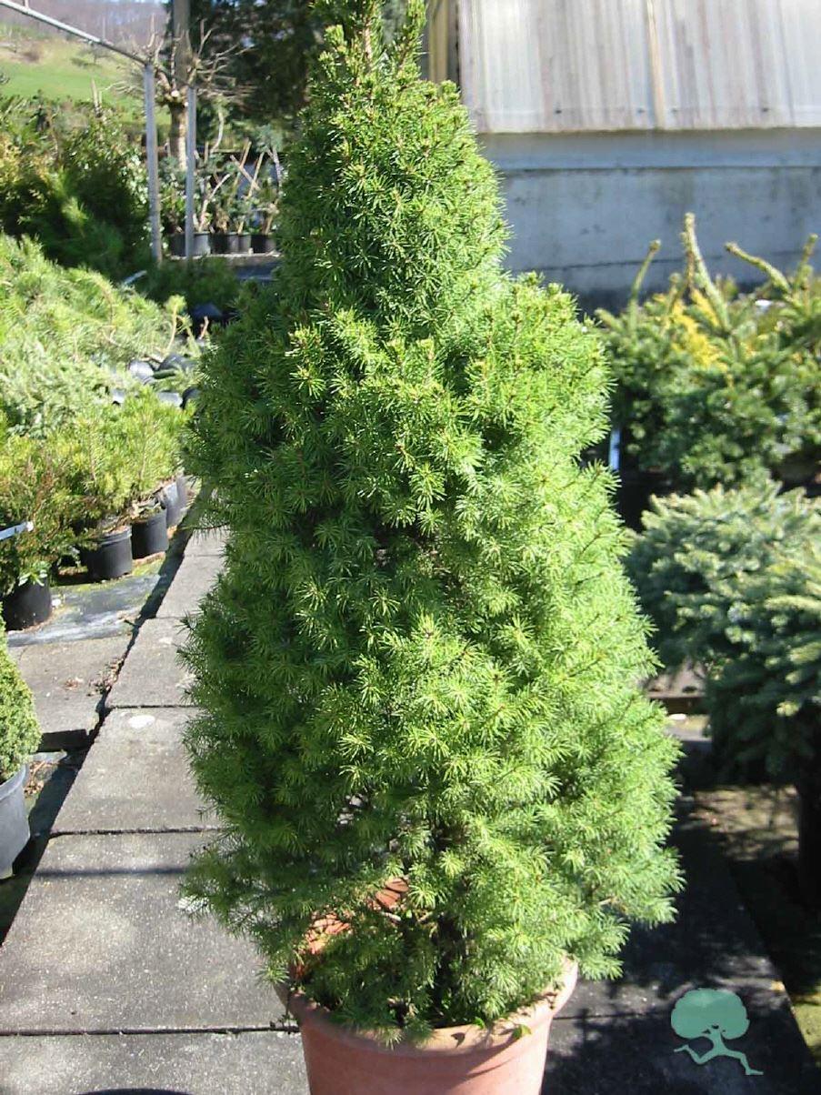 Picea glauca 'Conica' / Zuckerhut-Fichte