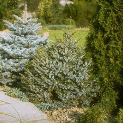 Serbische Kegel-Fichte